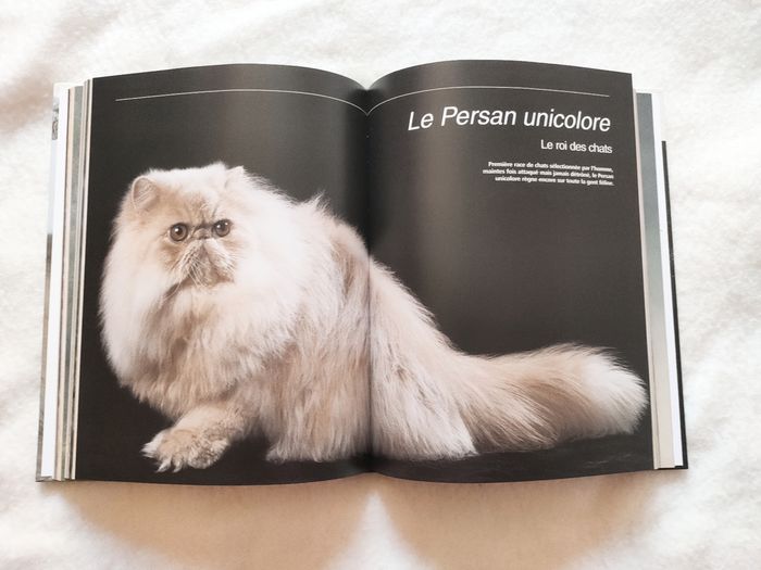 Atlas des plus beaux chats du monde - photo numéro 3