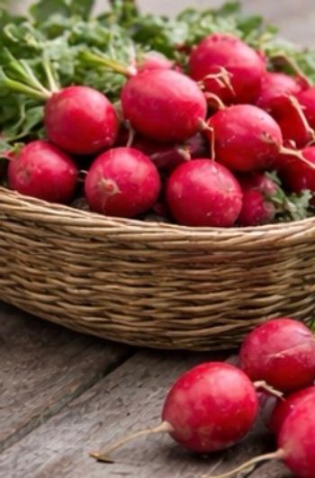 80 graines radis rouge + 31 autres variétés disponible 