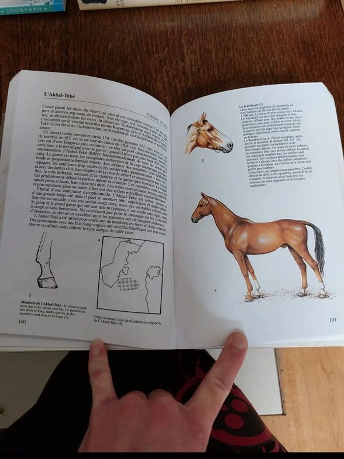 Livre cheval - photo numéro 2
