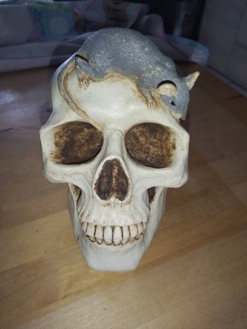 Tête de mort tirelire