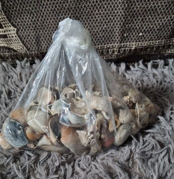 Lot coquillages naturel décoratif