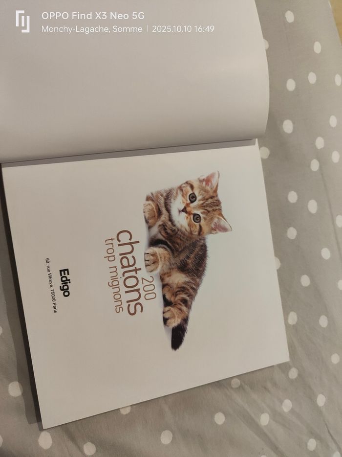 200 chatons trop mignons Réduction jusqu'à -70% - photo numéro 8