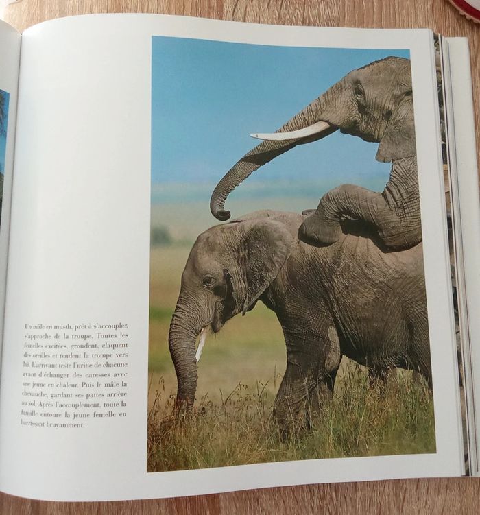 C & M. Denis-Huot - La savane au fil des saisons - photo numéro 3