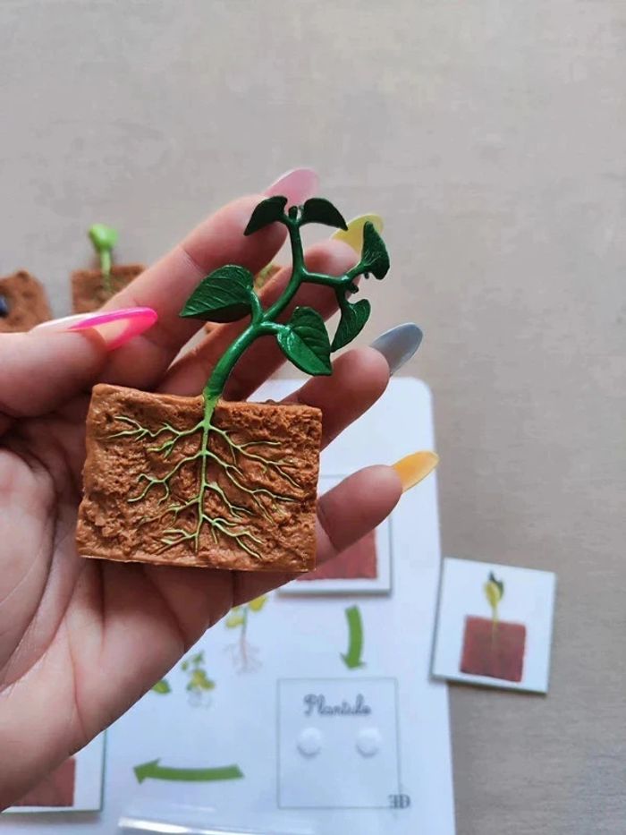 Kit cycle de vie d'une haricot + véritables graines Montessori - photo numéro 5