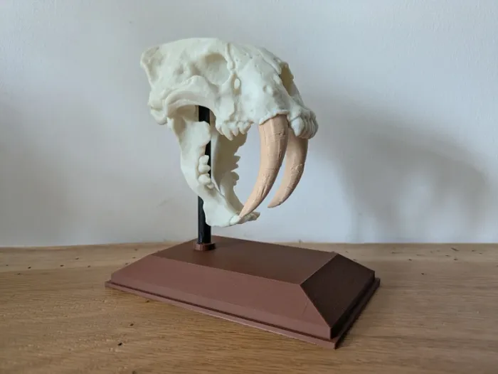 Crâne de tigre à dents de sabre smilodon - photo numéro 11