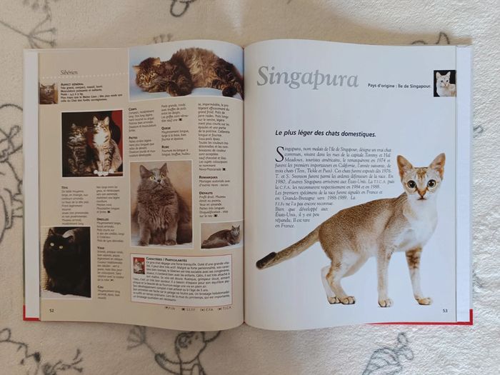 Encyclopédie chats - photo numéro 3