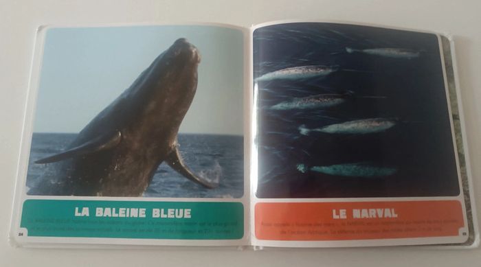 Les animaux incroyables - photo numéro 2