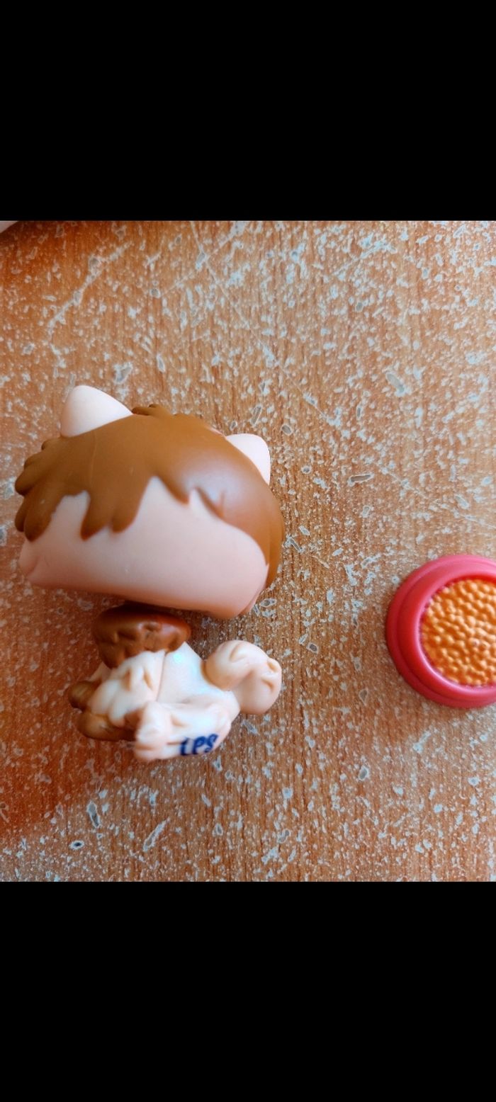 Pet shop chow chow - photo numéro 2