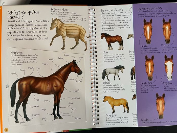 Livre Chevaux et Poneys - photo numéro 4