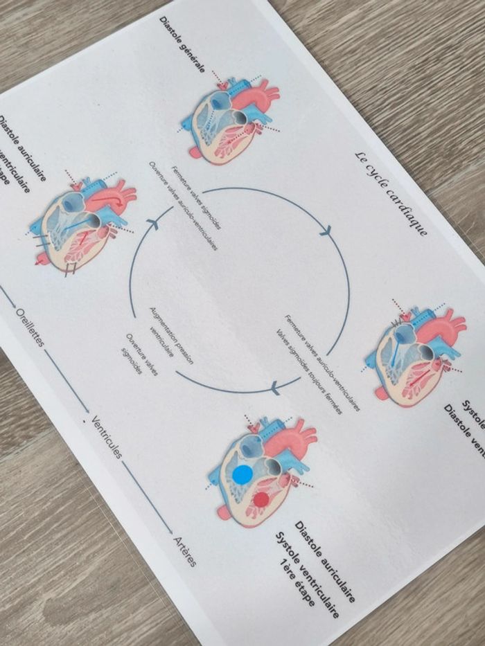 Fiche A4 du cycle cardiaque