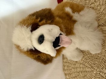 Peluche chien Saint-Bernard reves de peluche