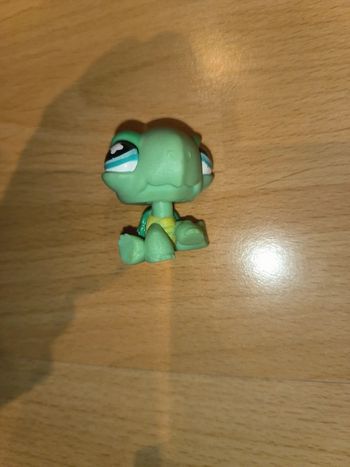 Pet shop tortue