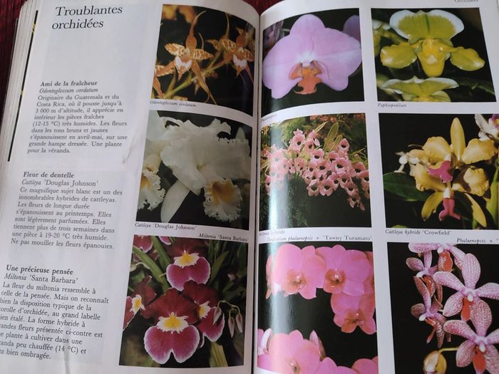 Livre botanique "La maison fleurie" - édition Solar - photo numéro 8