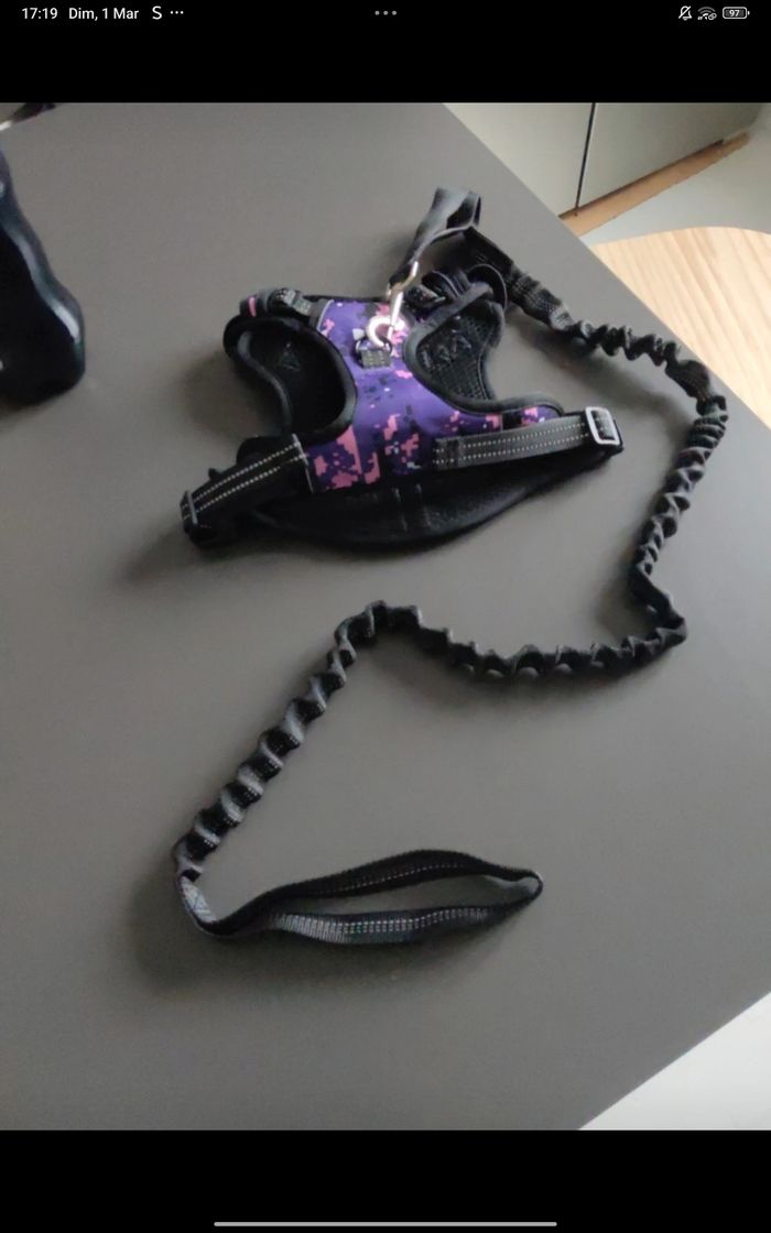 Laisse et harnais taille s mesure cou 35/53 poitrine 50/78