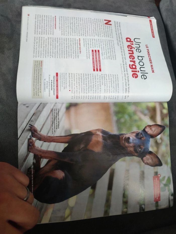 Magazine 30 millions d'amis numéro 381 février 2020 - photo numéro 7