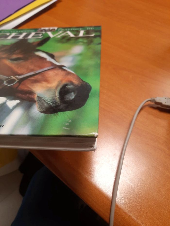 Cheval - photo numéro 4