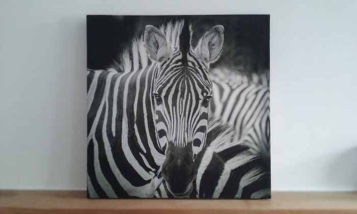 Toile sur cadre zèbre