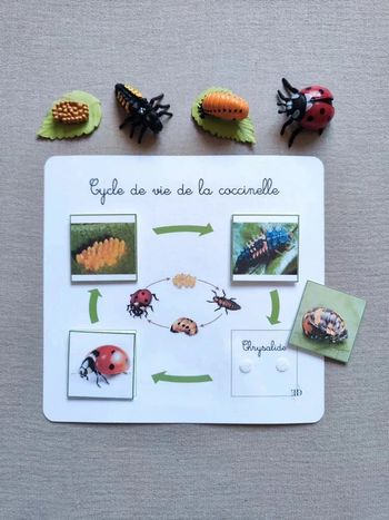 Kit cycle de vie d'une coccinelle Montessori