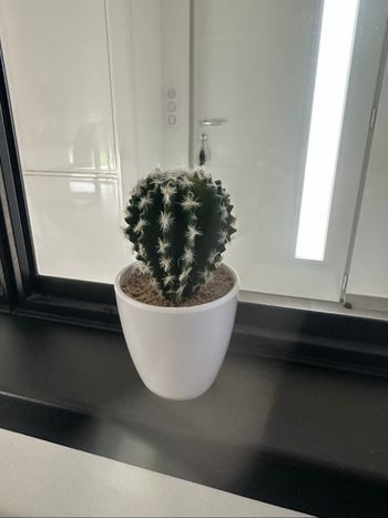 Lot de cactus
