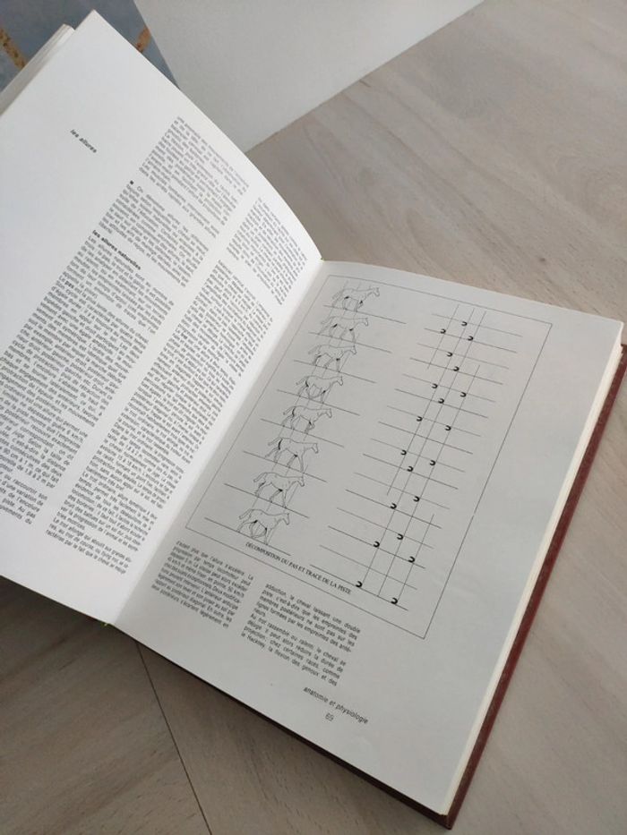 Livre Larousse le cheval Sevestre Rosier - photo numéro 7