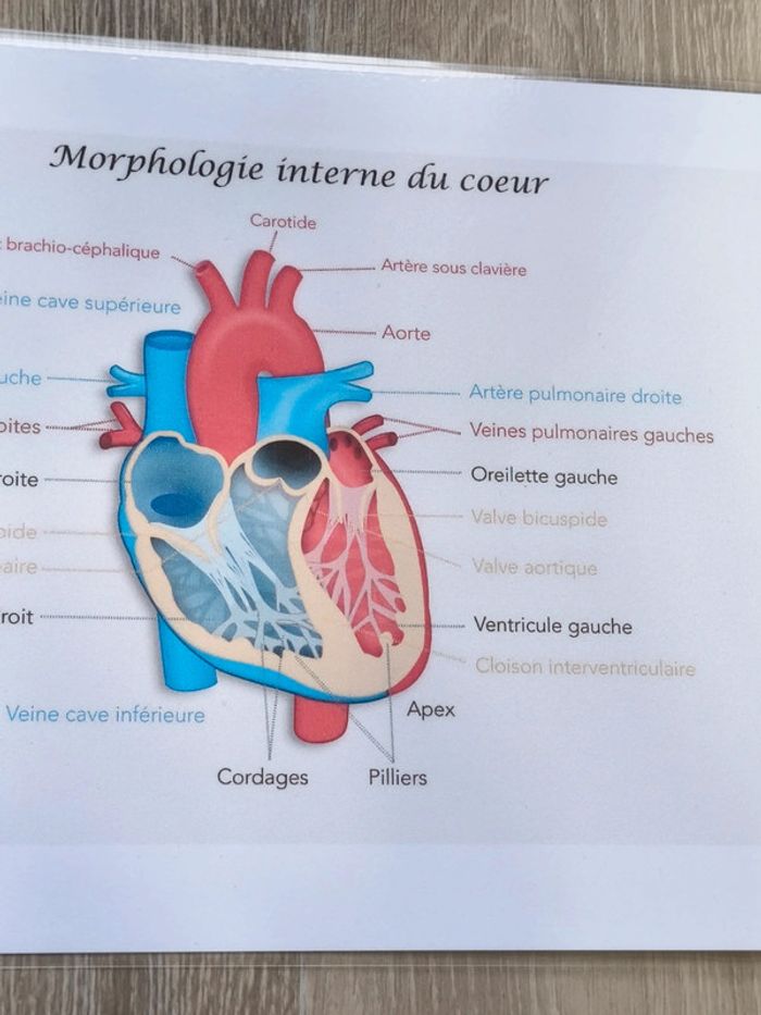 Fiche A4 de la morphologie interne du coeur - photo numéro 3