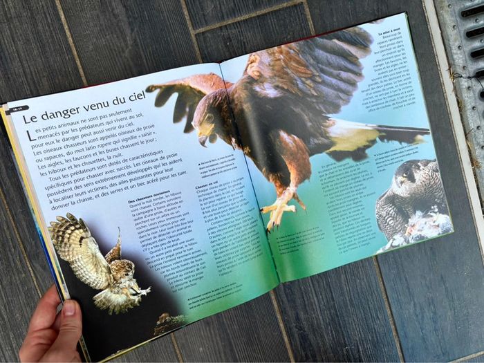 Livre Les Animaux Sauvage pour Enfants à partir de 9 ans - photo numéro 5