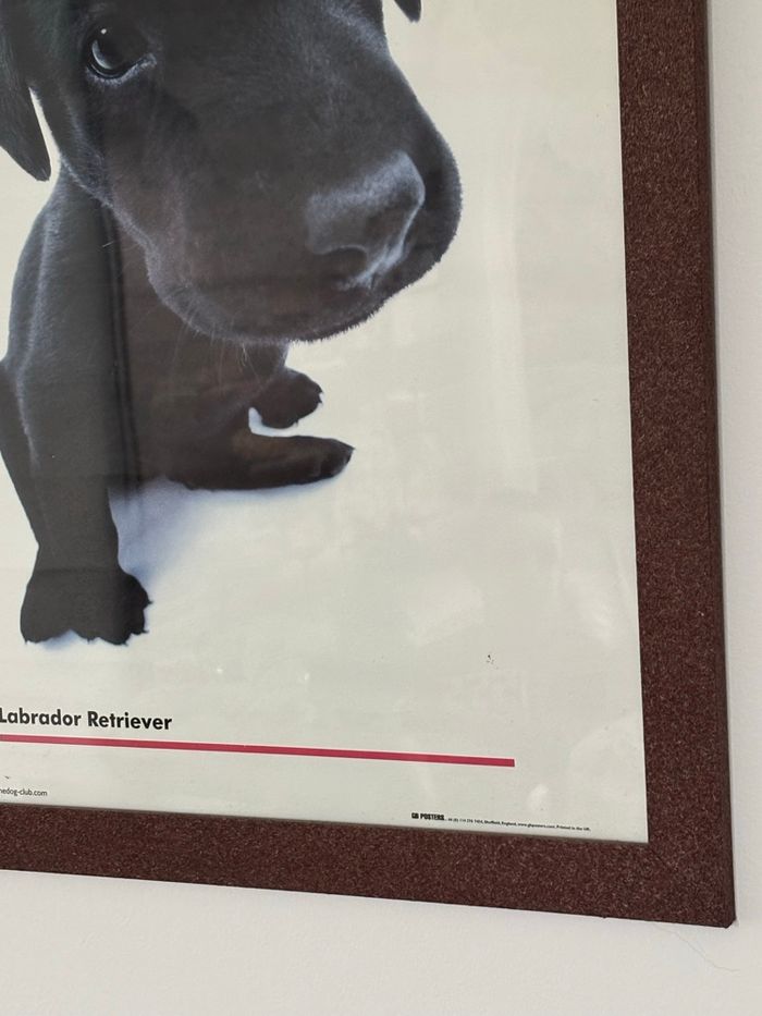 Poster de labrador encadré - photo numéro 4