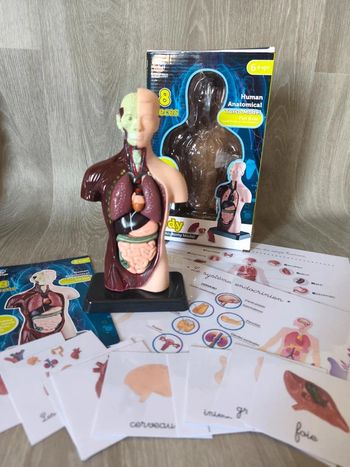 Kit anatomie du corps humain avec ses principaux organes