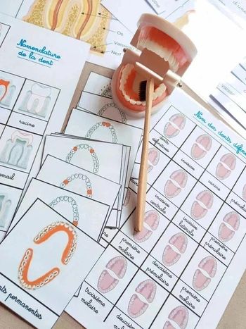 Kit anatomie de la mâchoire, dents + dentier articulé Montessori