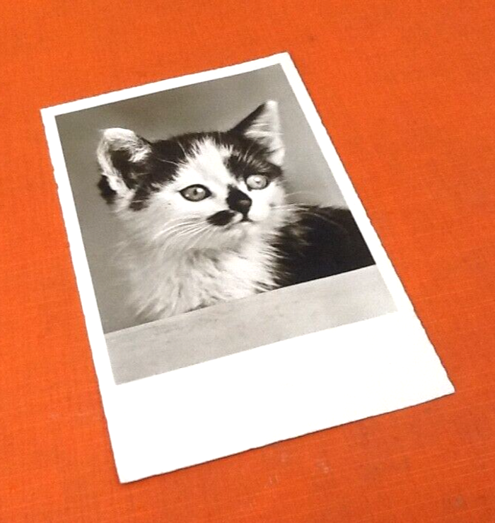 Carte postale ancienne Chat Photographie Echte (réelle) Editeur Amag 69517
