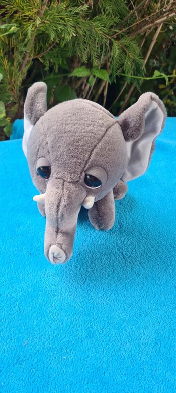 Bébé Eléphant aux gros yeux