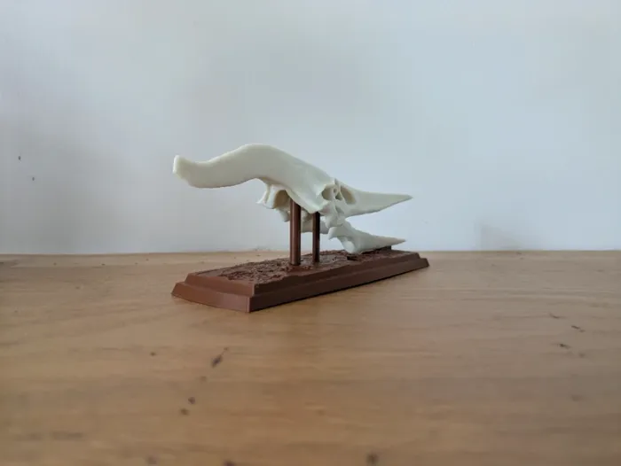 Crâne de ptéranodon sur socle - photo numéro 10