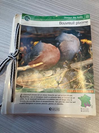 100 fiches oiseaux forêts, mer, champs montagnes