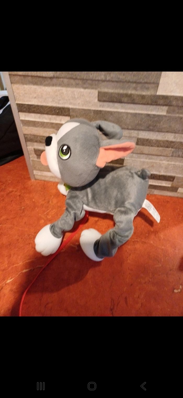 Chien bulldog gris toufous - photo numéro 2