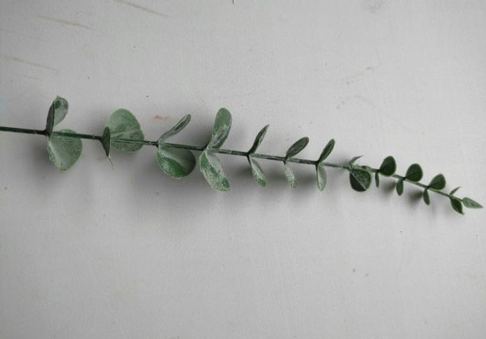 Eucalyptus - photo numéro 3