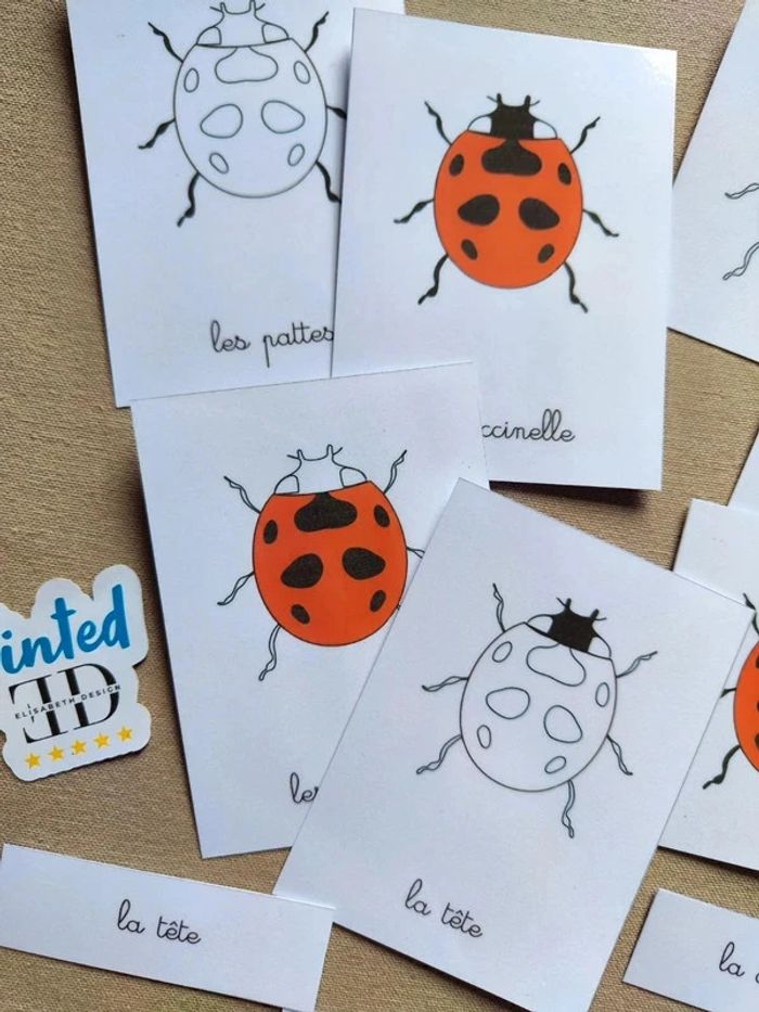 Cartes de nomenclature de la coccinelle - photo numéro 2