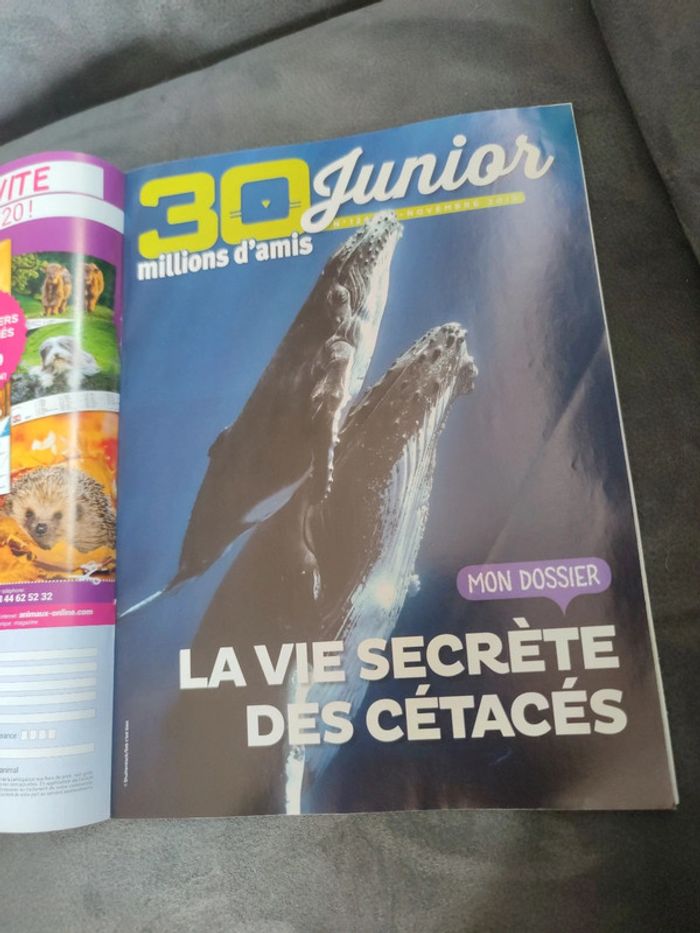 Magazine 30 millions d'amis numéro 378 novembre 2019 - photo numéro 8
