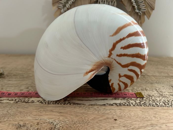 Grand coquillage nautile - photo numéro 3