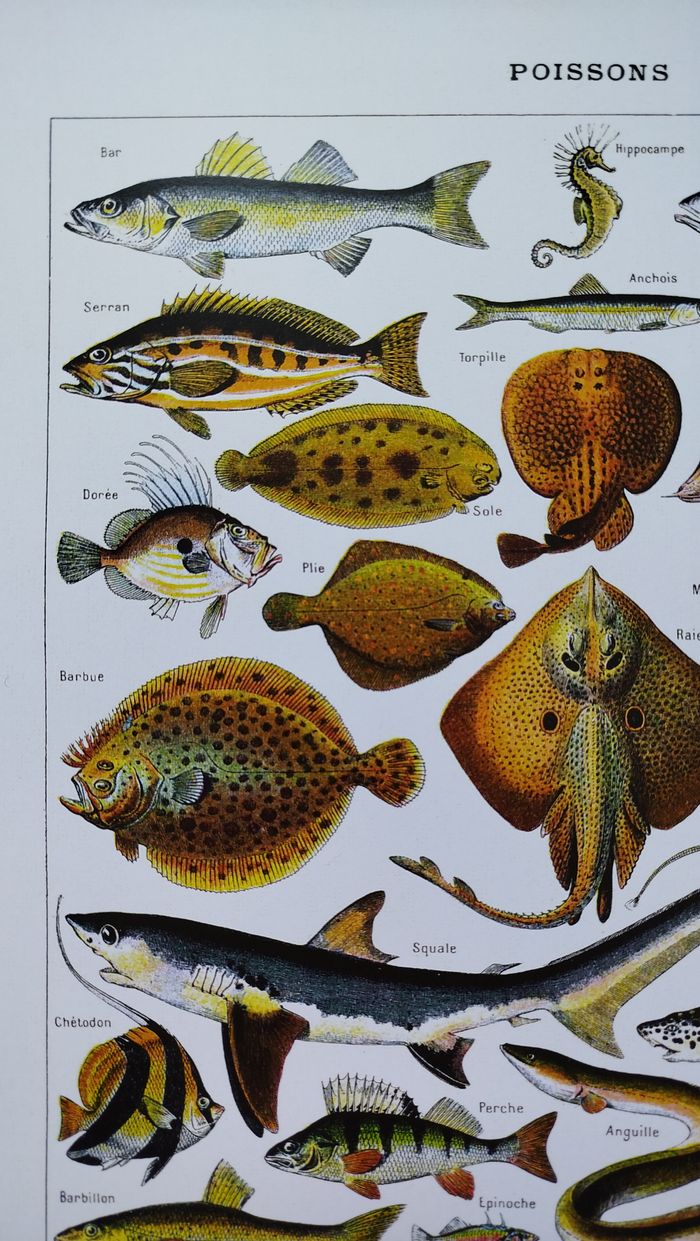 Affiche naturaliste sur les poissons, d'après une lithographie de 1928 - photo numéro 2
