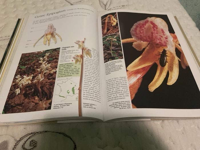 Les orchidées - photo numéro 4