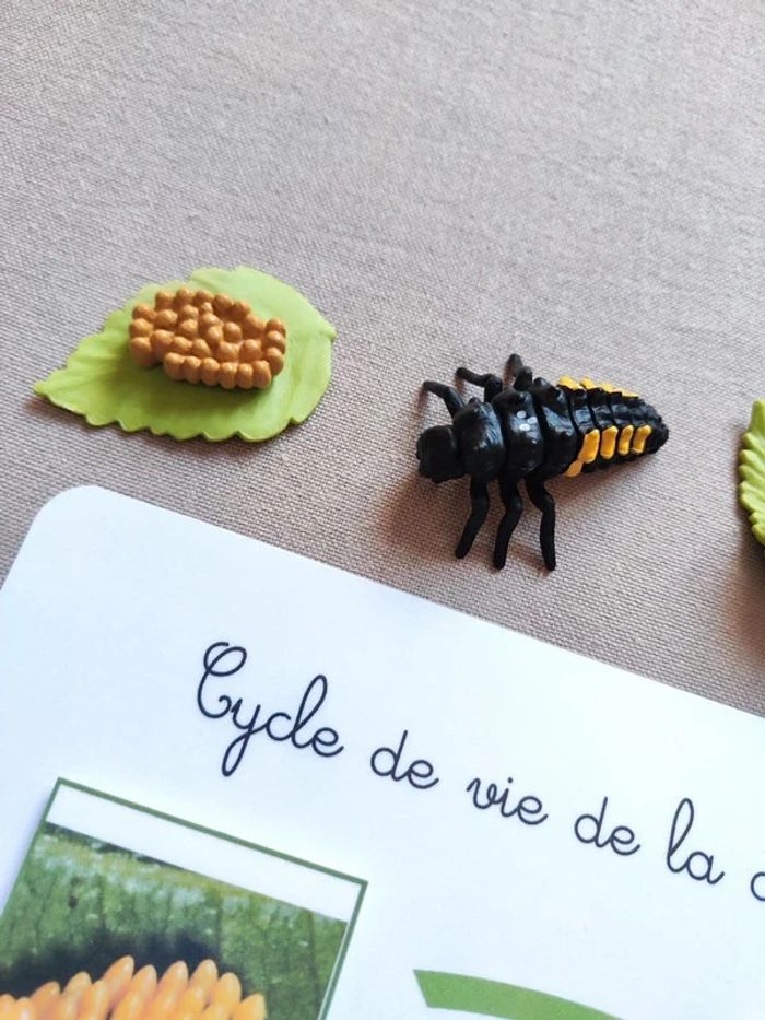 Kit cycle de vie d'une coccinelle Montessori - photo numéro 4