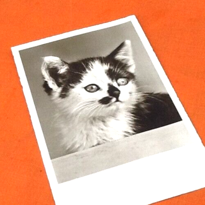 Carte postale ancienne Chat Photographie Echte (réelle) Editeur Amag 69517 - photo numéro 2