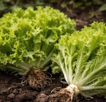 160 graines salade frisée verte + 31 variétés 