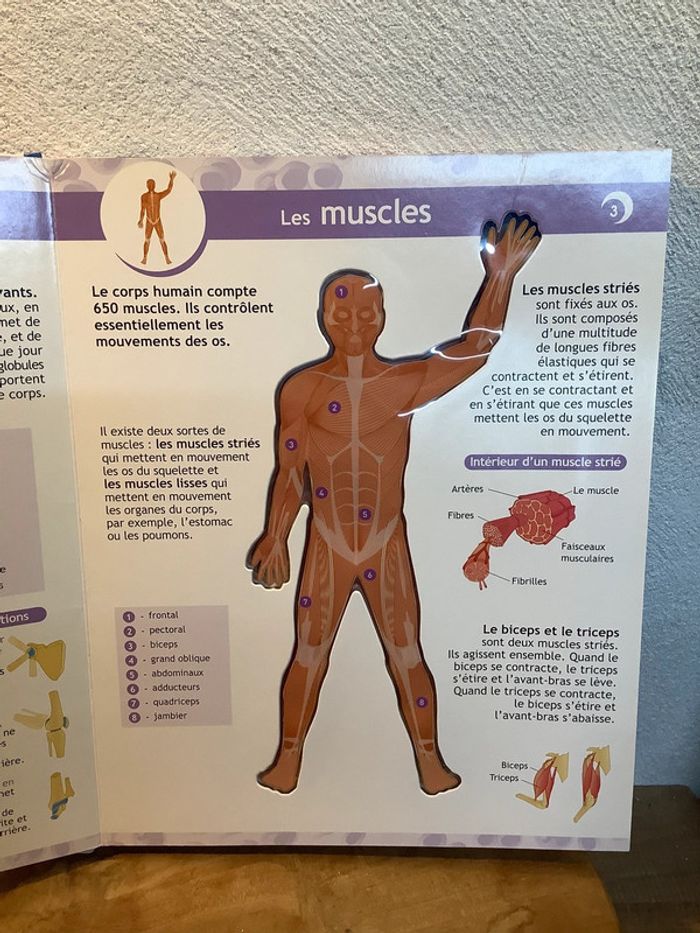 Figurine et livre sur le corps humain - photo numéro 11