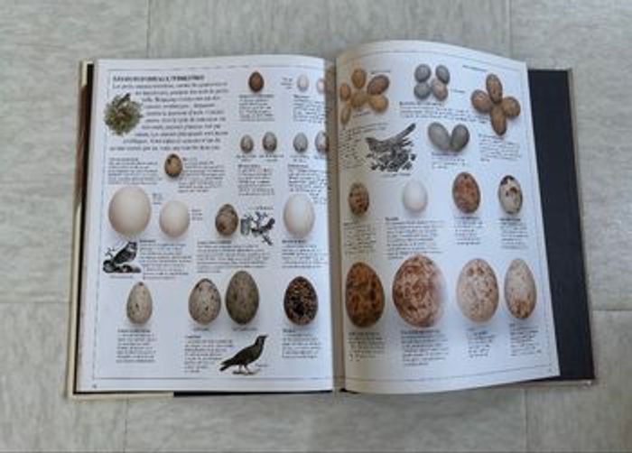 Livre documentaire le nid l’oeuf et l’oiseau David Burnie Gallimard jeunesse - photo numéro 3