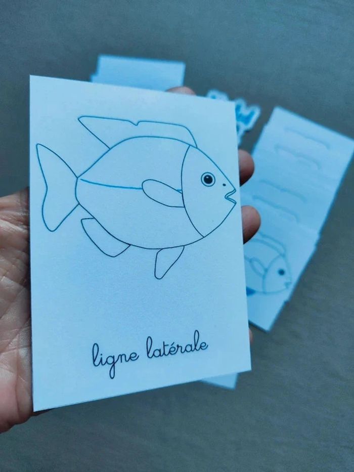 Cartes de nomenclature du poisson - photo numéro 2
