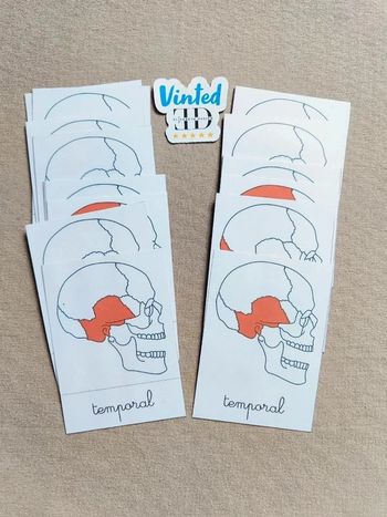 Cartes de nomenclature des os du crâne