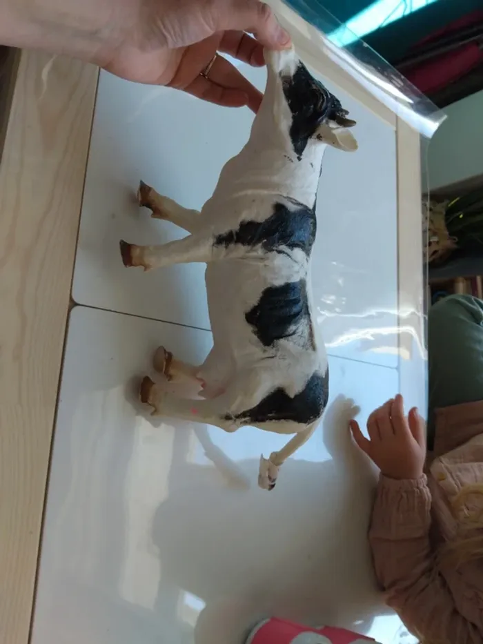 Vache - photo numéro 2