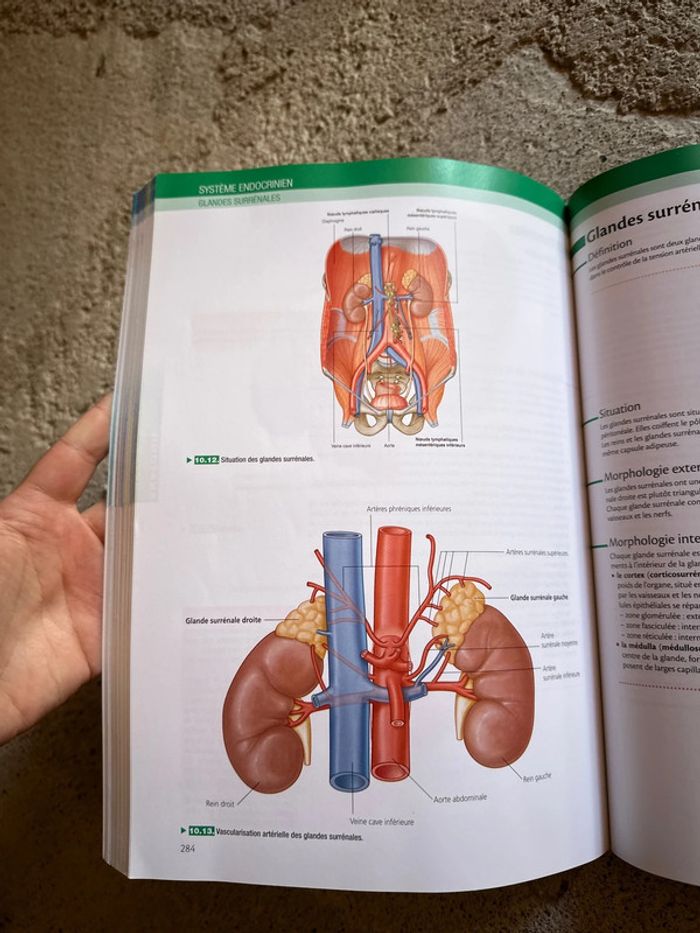 L’anatomie et la physiologie pour les infirmier(e)s - photo numéro 6