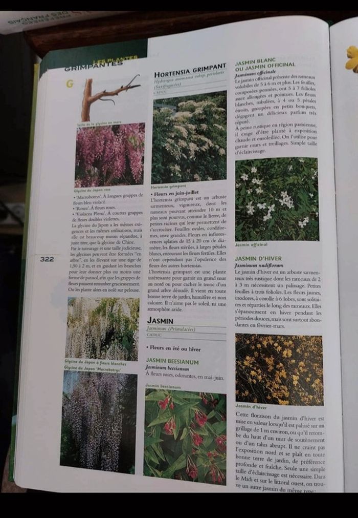 Clause vilmorin - photo numéro 2